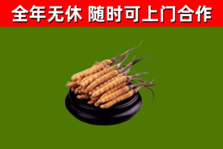 桃园回收散虫草